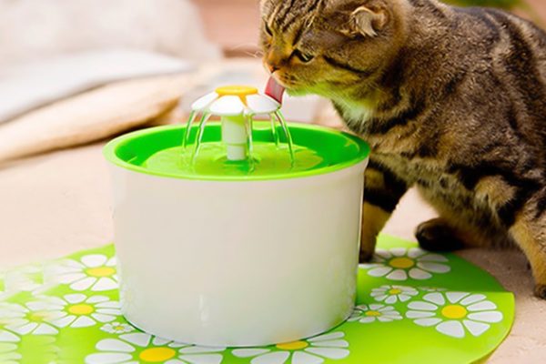 Comment choisir une fontaine à eau pour chat ?
