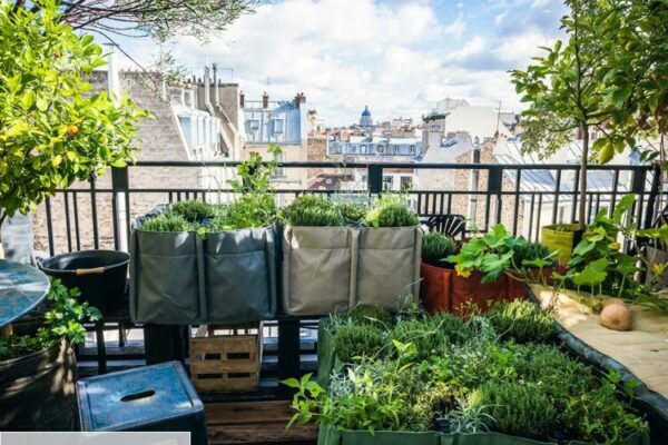 Faire pousser des légumes sur son balcon en ville