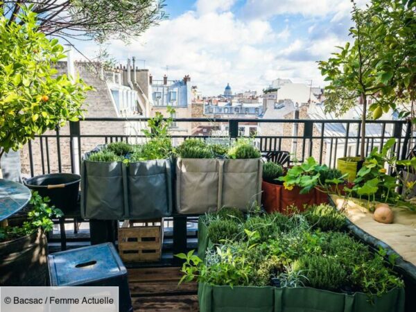 Faire pousser des légumes sur son balcon en ville