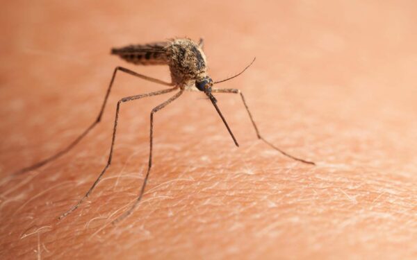 Conseils : Comment se débarrasser des moustiques ?