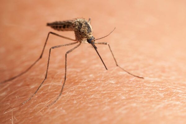 Conseils : Comment se débarrasser des moustiques ?