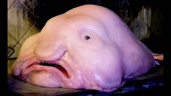 Blobfish, le vilain poisson des abysses Psychrolutesmarcidus